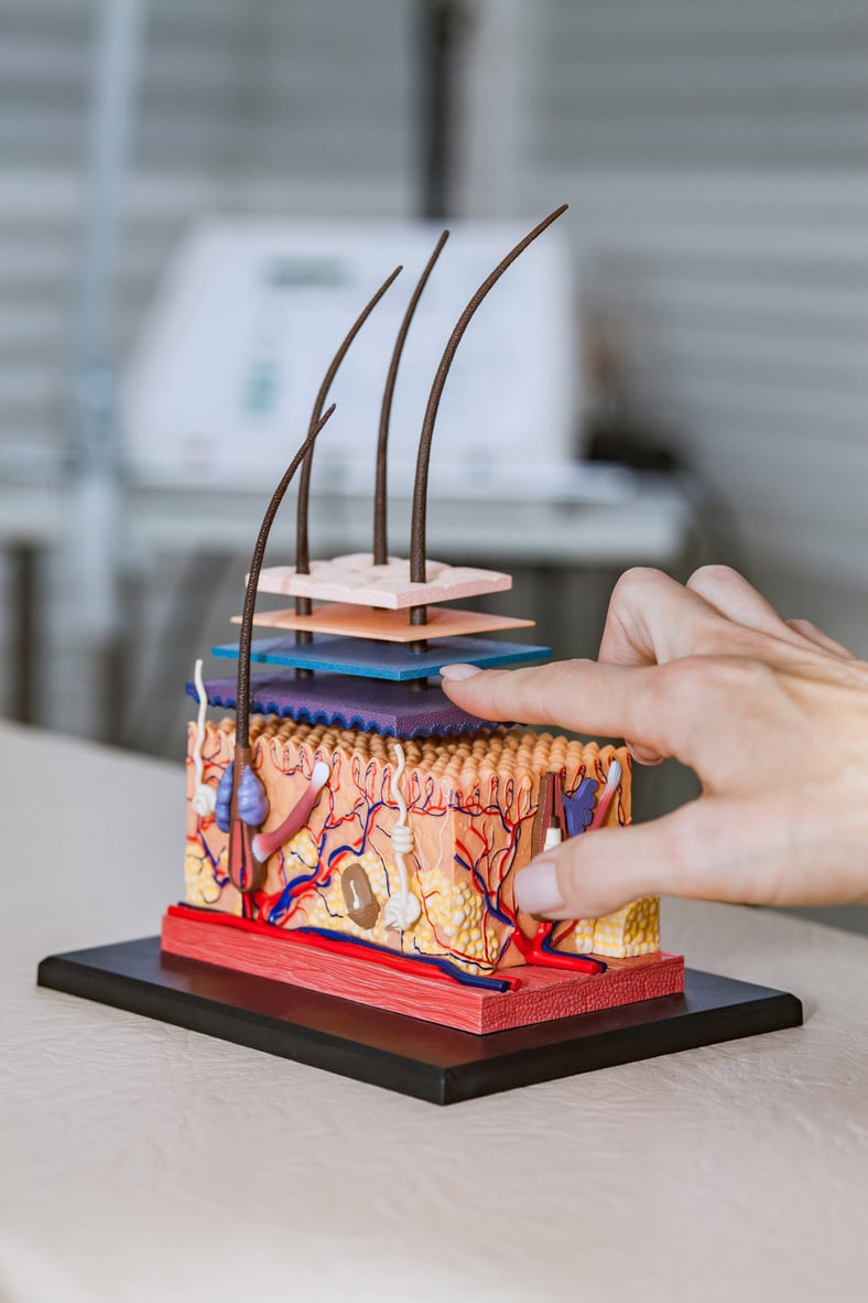 A Female Cosmetologist Shows the Layers on the Plastic Model of Human Skin. Detailed Human Skin Structure with Hair for Education